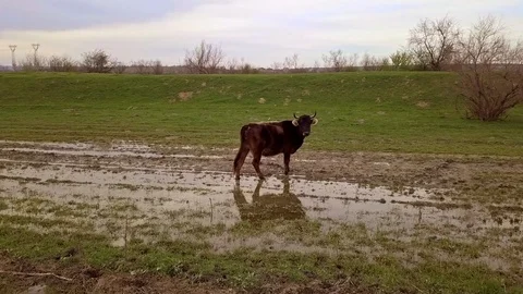Cow staring at camera while approaching Video stock 104115719
