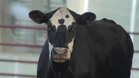 Cow Staring Close Up Stock Footage 52688405
