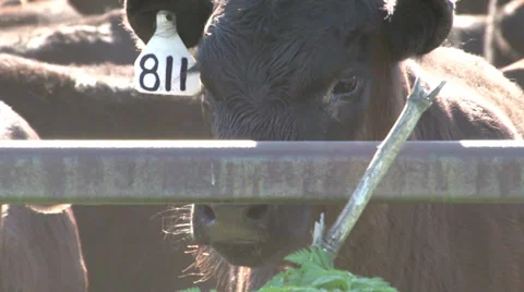 Cow Staring Stock Footage 36279416