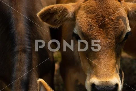 Cow staring Stock Photos