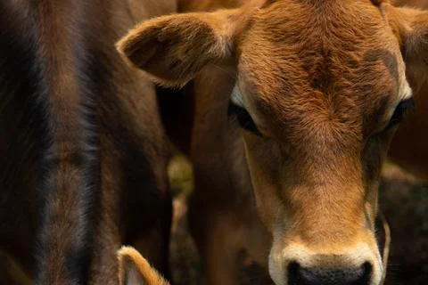 Cow staring Stock Photos