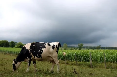 Cow storm Stock Photos