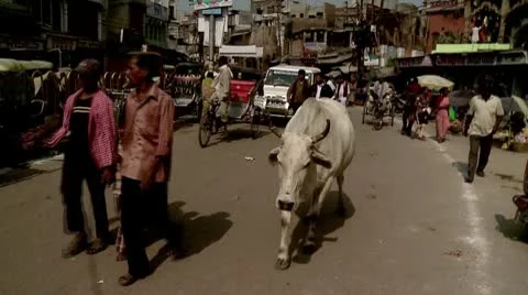 Cow In Street Video stock 10589992