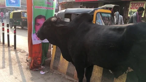 Cow in street of Varanasi Stock Footage