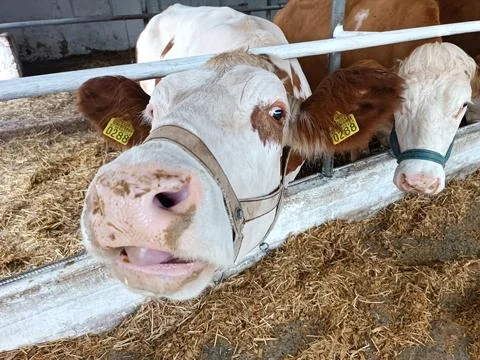 The cow stretched out her muzzle and sniffed the air Stock Photos