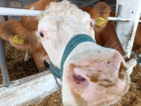 The cow stretched out her muzzle and sniffed the air Stock Photos
