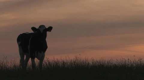 Cow stroling on grassy hill at sunset Stock Footage 25648567