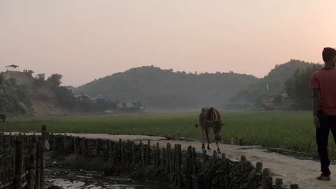 A cow strolls down the path in the refugee camp Vídeo Stock 127576654