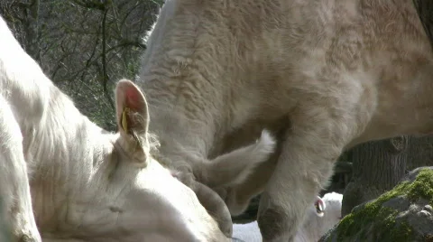 Cow struggle Stock Footage
