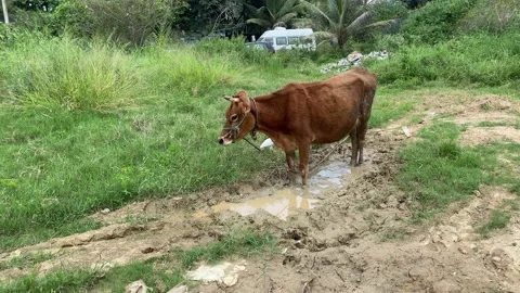 A cow stuck in mud hole Vídeos de archivo 163753654
