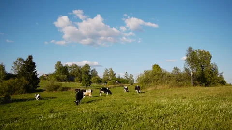 Cow summer landscape 스톡 동영상 53840507