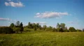 Cow summer landscape HD Footage