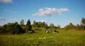 Cow summer landscape HD Footage