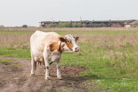 Cow on a summer pasture Foto stock