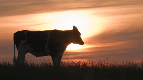 Cow at sunset grazing Stock Footage 25648029