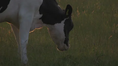 Cow at sunset, grazing Stock Footage 25649430