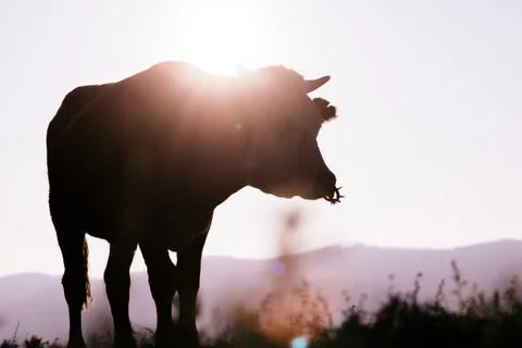 Cow on sunset Stock Photos