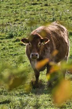 Cow at Sunset Stock Photos