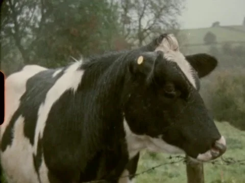 Cow on Super 8 動画素材 237543211