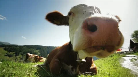 Cow super close up Video stock 11883333