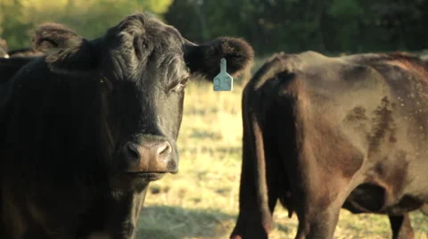 Cow tagged , close up Stock Footage 50085875