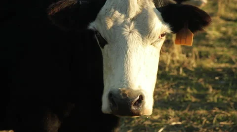 Cow tagged  Stock Footage 50085872
