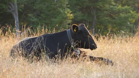 Cow Care Stock Video Footage | Royalty Free Cow Care Videos | Pond5