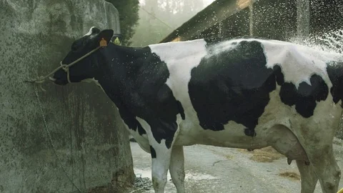 Cow taking a bath and moving around Stock-Footage 128923251