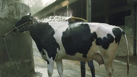 Cow taking a bath Stock Footage 128924427