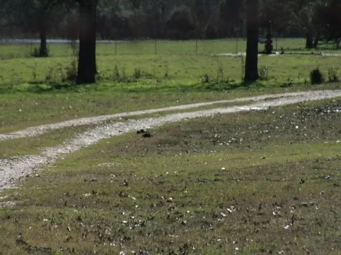 Cow in Texas 02 Stock Footage 315423