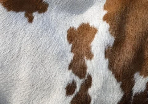 Cow Texture Stock Photos