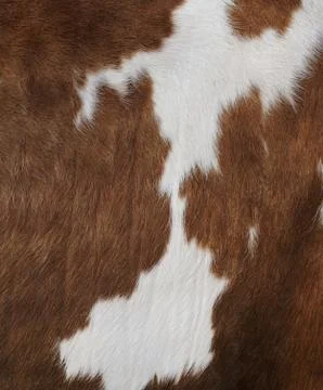 Cow texture Stock Photos