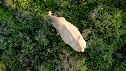 Cow top shot. Close up of brown cow grazing in the field. Top view of a cow in a Stock Footage 231506262
