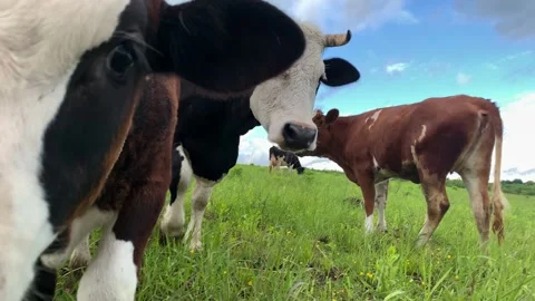 Cow touches the muzzle of the camera on a green field with a beautiful blue sky. Stock Footage 131235891