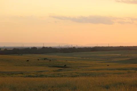 Cow Town 写真素材