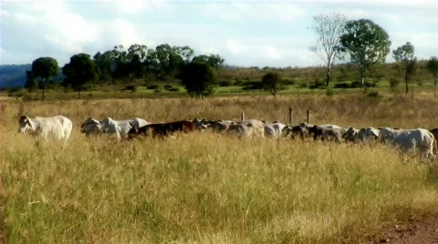 Cow track Stock Footage 660182