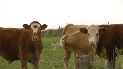 Cow trio staring into camera while one scratches itself Stock Footage 163161364