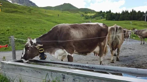 Cow trough Stock Footage 157653971