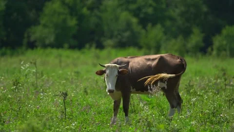 Cow is trying to get rid of annoying flies that have covered her face from all Video stock 141713053