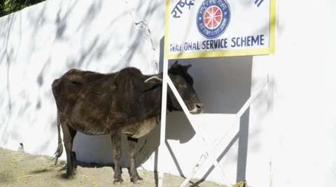 Cow trying to hide away from sun Stock Footage 58501304