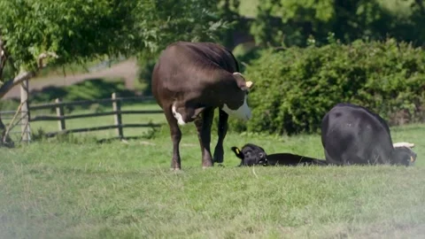 Cow turning head Stock Footage 163274919