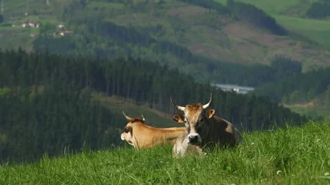 Cow turns to the camera in green Basque Country landscape, Anboto mountain Vidéo 152237509