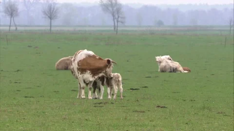 Cow with two calfs on a meadow in spring Stock Footage 273463116