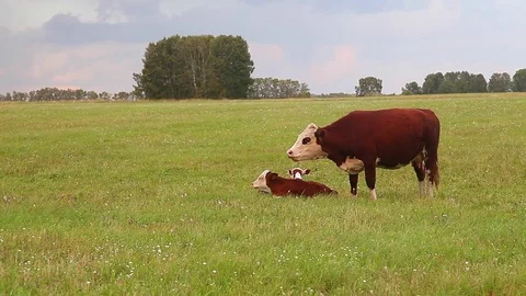 A cow with two calves Stock Footage 80086145