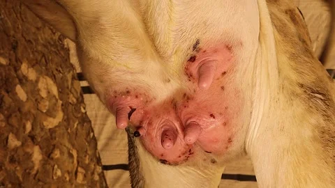 Cow Udder Allergy and Skin Irritation. Veterinary and Livestock Health Reference Stock Footage 317009765