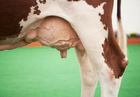 Cow udder close-up Stock-Fotos