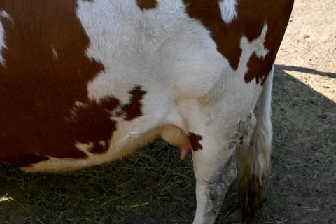 Cow udder close-up 写真素材
