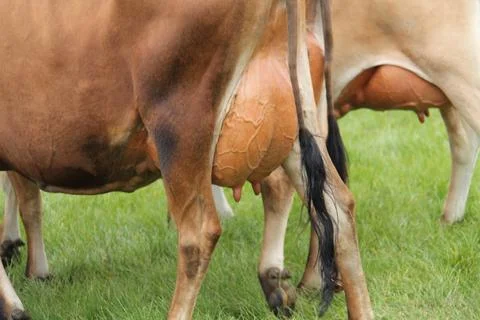 Cow Udders. Stock-Fotos