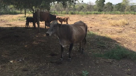 Cow under the shadow of tree Video stock 63750285