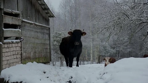Cow under snow Stock Footage
